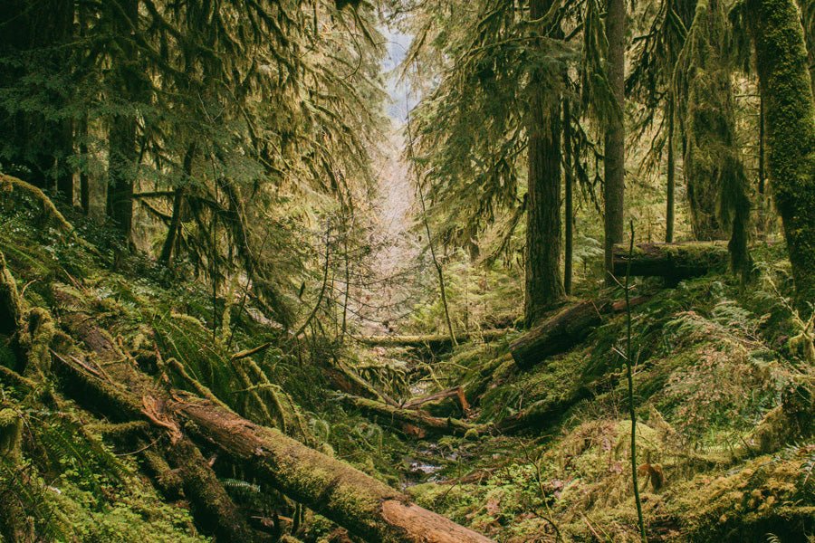 Consejos para cuidar los bosques