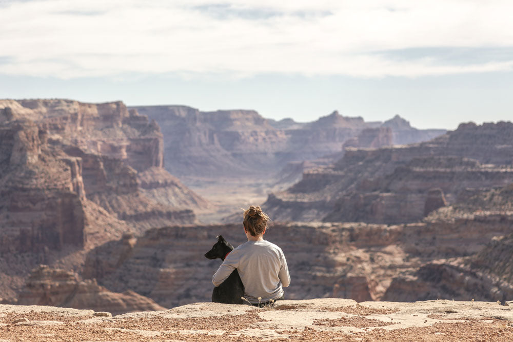 10 consejos clave para viajar con mascotas